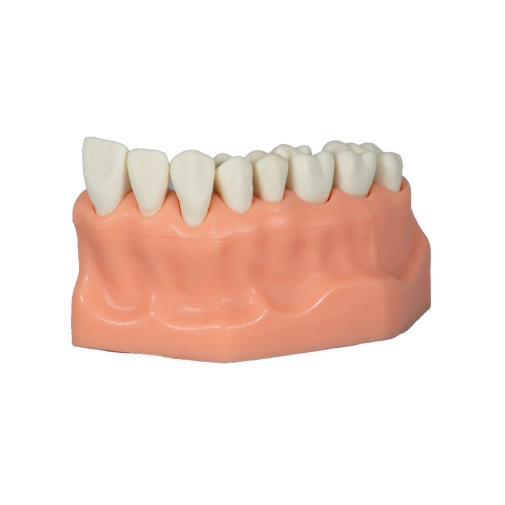 Tipodonto Acrílico de 1/4 Arcada Adysa