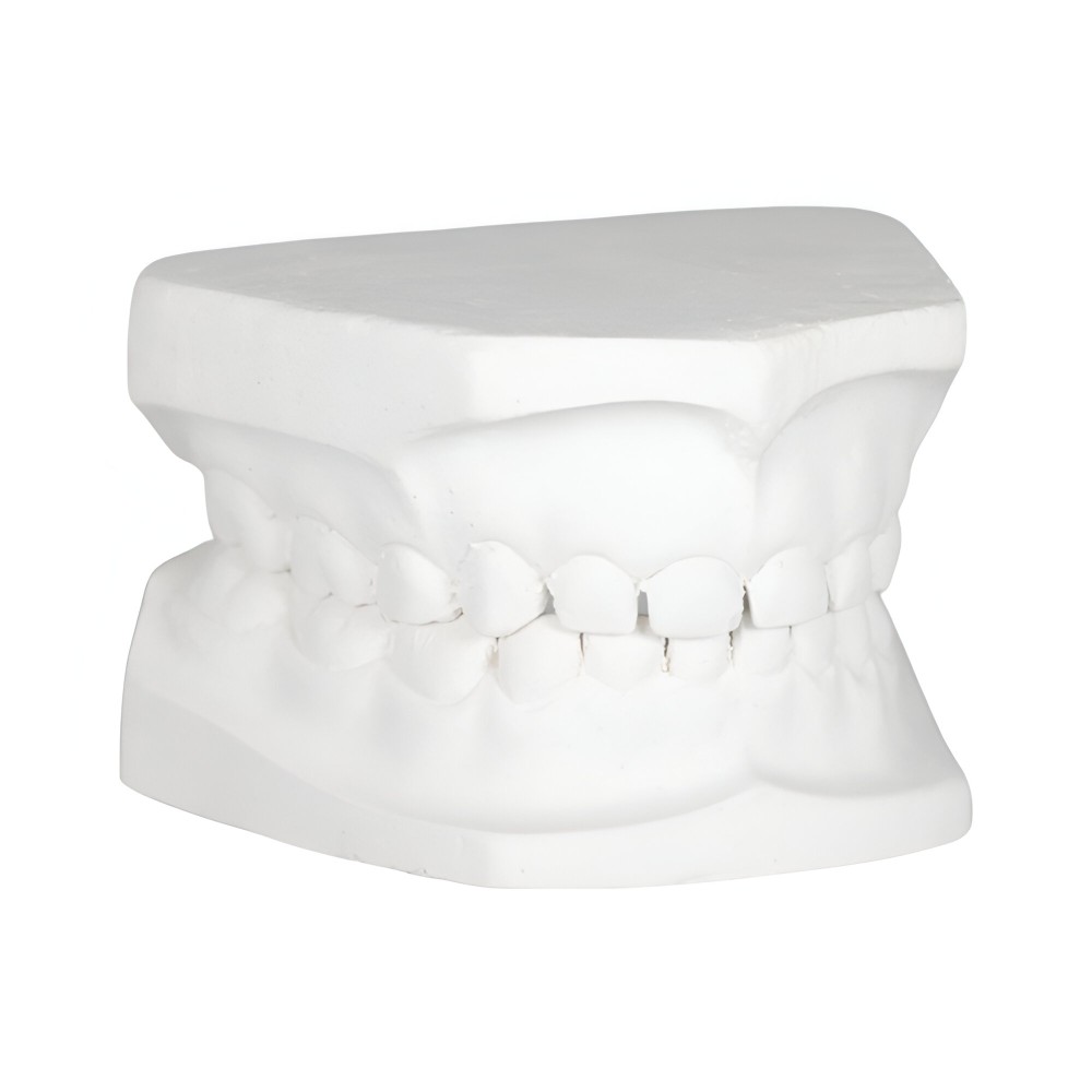 Tipodonto Yeso Infantil