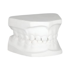 Tipodonto Yeso Infantil