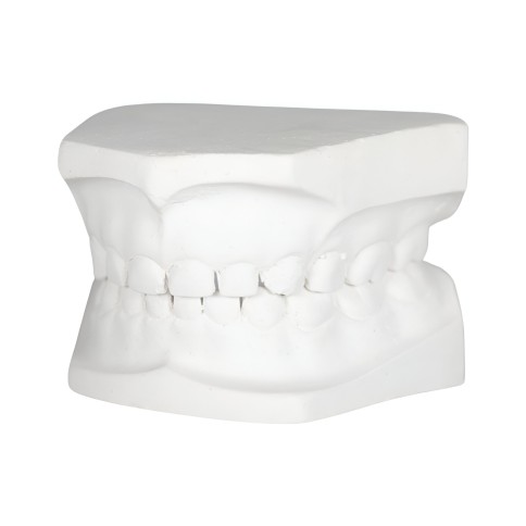 Tipodonto Yeso Infantil