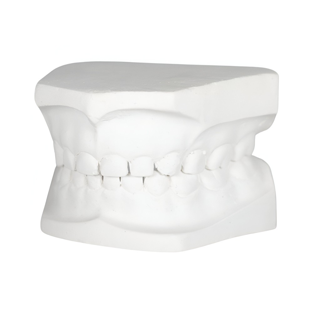 Tipodonto Yeso Infantil