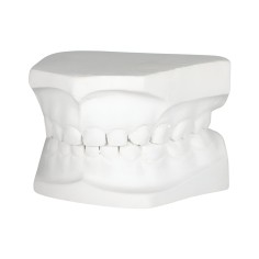 Tipodonto Yeso Infantil