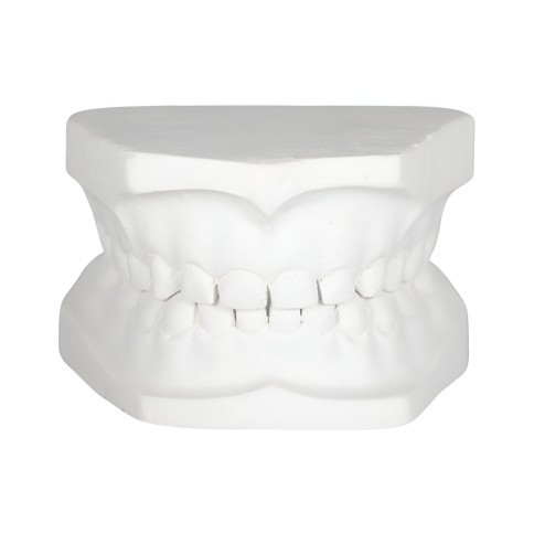 Tipodonto Yeso Infantil