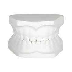 Tipodonto Yeso Infantil