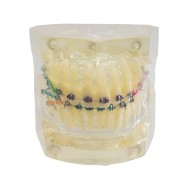 Tipodonto Con Brackets