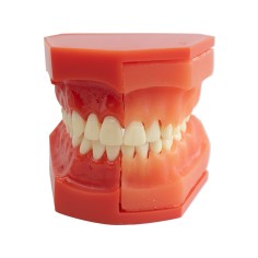 Tipodonto Dentición Mixta