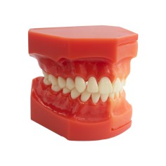 Tipodonto Dentición Mixta