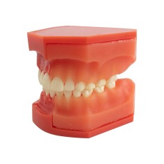 Tipodonto Dentición Mixta