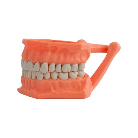 Tipodonto Acrílico Adulto Adysa