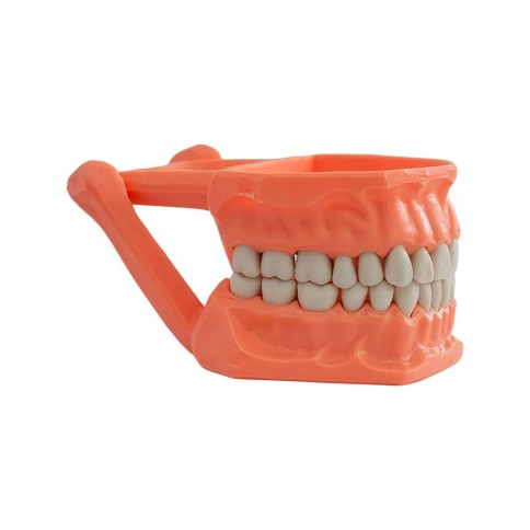 Tipodonto Acrílico Adulto Adysa