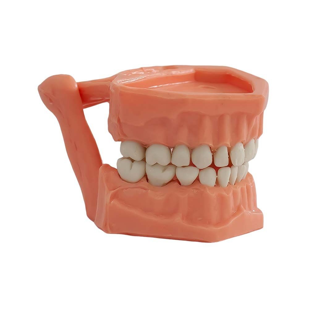 Tipodonto Acrílico Infantil Adysa