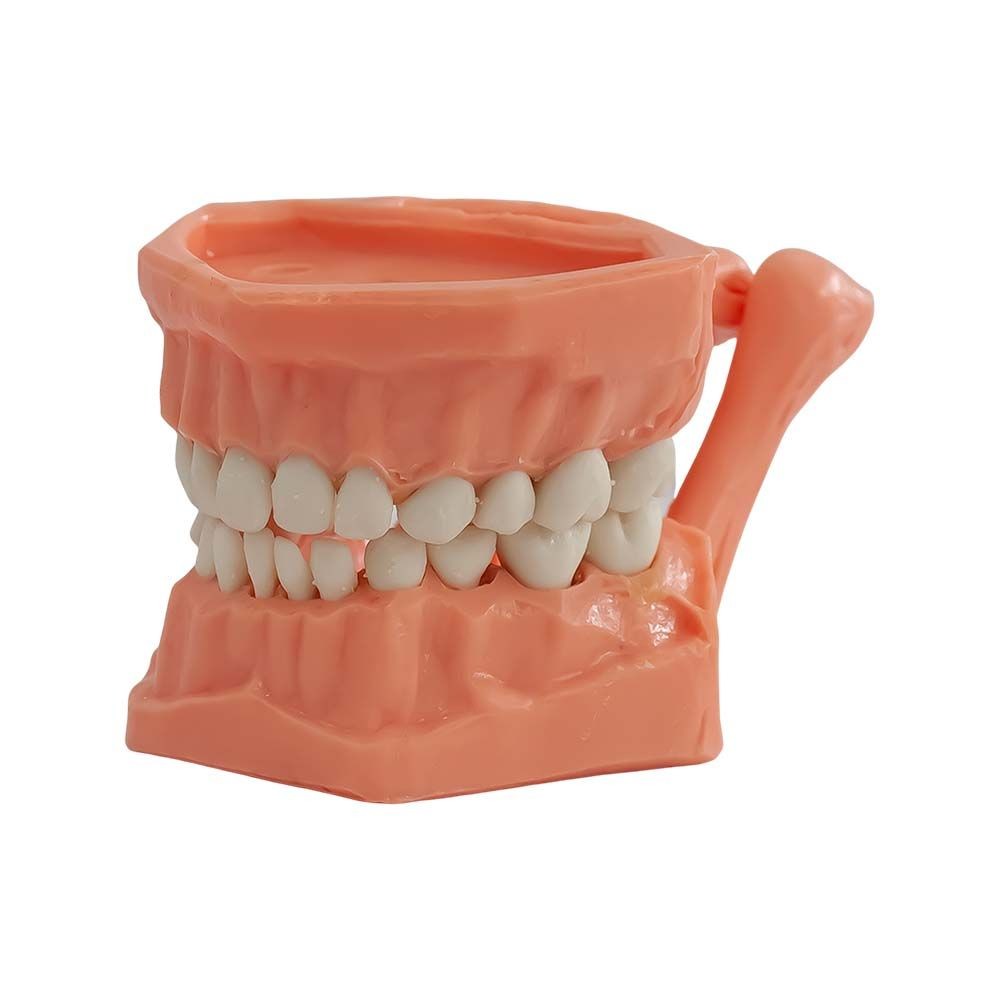 Tipodonto Acrílico Infantil Adysa