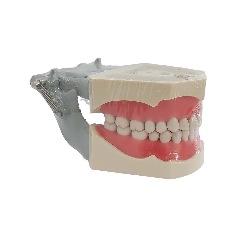 Tipodonto Tipo Columbia