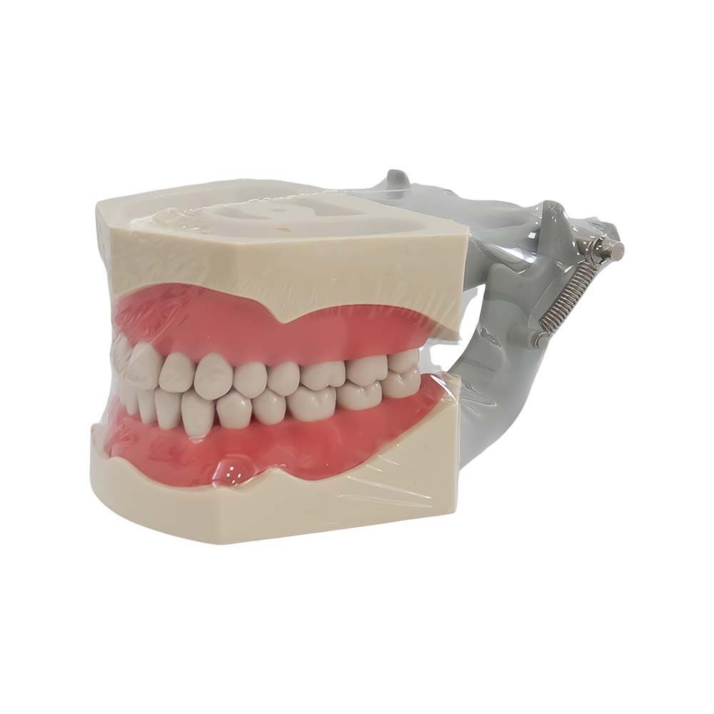 Tipodonto Tipo Columbia