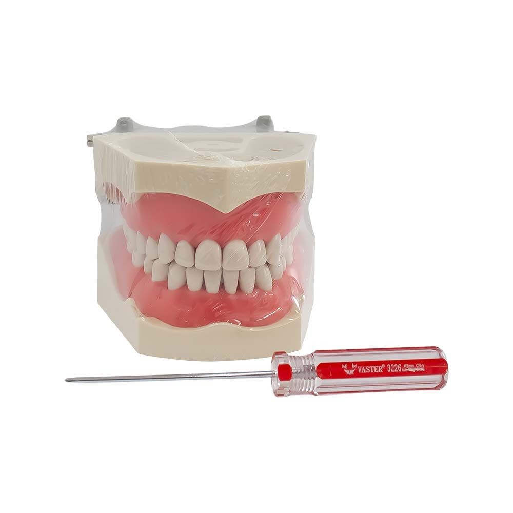 Tipodonto Tipo Columbia