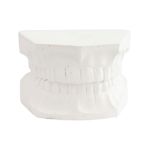 Tipodonto Yeso Adulto