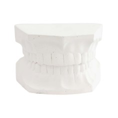 Tipodonto Yeso Adulto