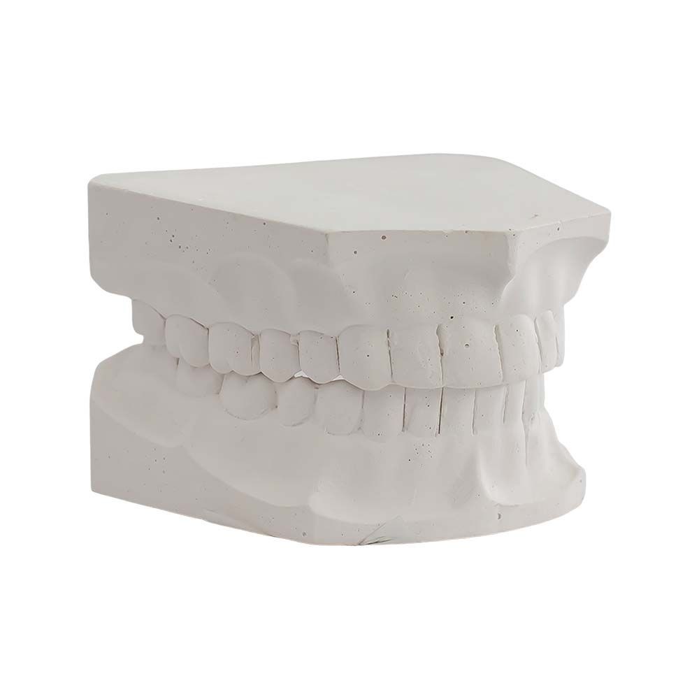 Tipodonto Yeso Adulto