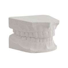 Tipodonto Yeso Adulto