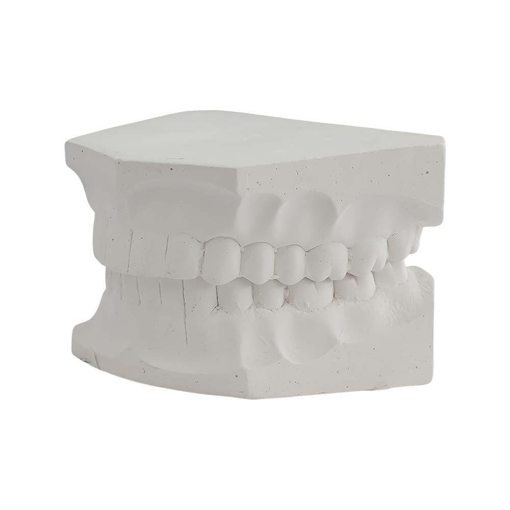 Tipodonto Yeso Adulto